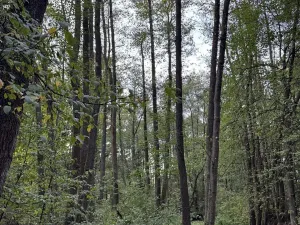 Prodej rybníku, Vráž, 3145 m2