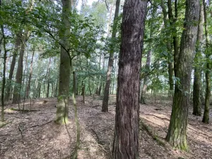 Prodej lesa, Ostřetín - Vysoká u Holic, 5528 m2