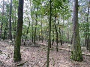 Prodej lesa, Ostřetín - Vysoká u Holic, 5528 m2