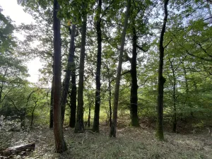 Prodej lesa, Ostřetín - Vysoká u Holic, 869 m2