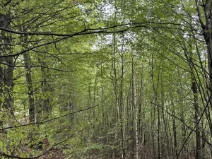 Prodej louky, Vizovice, 40200 m2