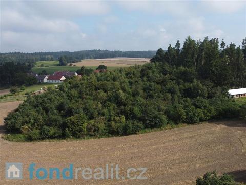 Prodej lesa, Ratiboř, 10063 m2