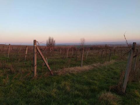 Prodej sadu/vinice, Břestek, 1507 m2