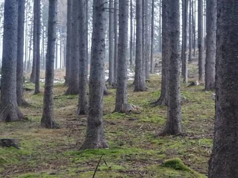 Prodej lesa, Přídolí, 8560 m2