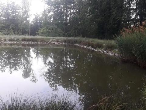 Pronájem rybníku, Čermákovice, 5035 m2