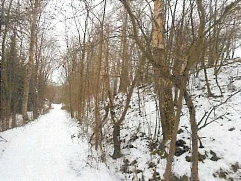 Prodej lesa, Přibyslav, 1214 m2