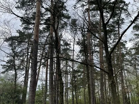 Prodej lesa, Hradiště, 1732 m2