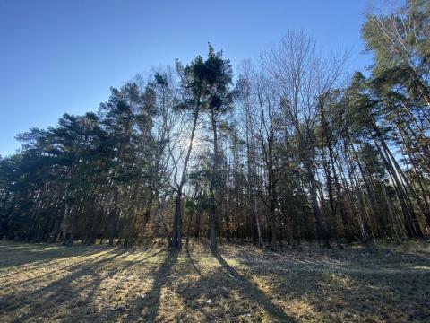 Prodej lesa, Všehrdy, 2994 m2