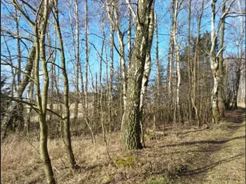 Prodej lesa, Vyskytná, 2191 m2