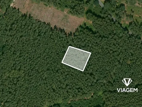Prodej lesa, Štichov, 1133 m2