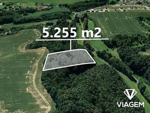 Prodej lesa, Branžež, 5255 m2