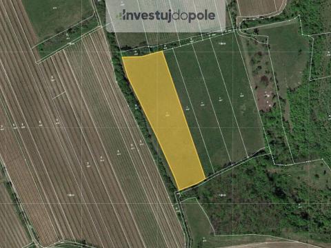 Prodej louky, Horní Věstonice, 8391 m2