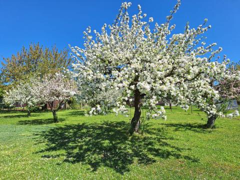 Pronájem zahrady, Studnice - Starkoč, 850 m2