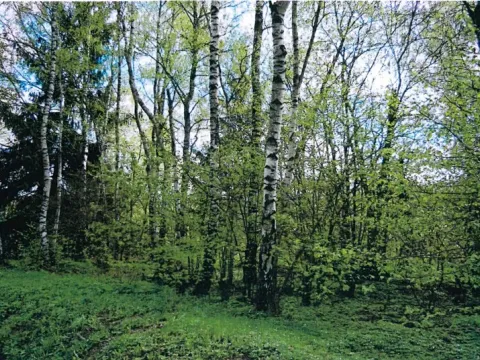 Prodej lesa, Nová Bystřice, 1382 m2