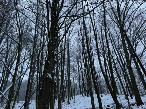 Prodej lesa, Starý Jičín, 11214 m2