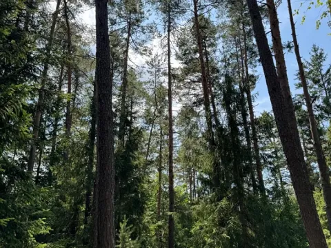 Prodej lesa, Ločenice, 28185 m2