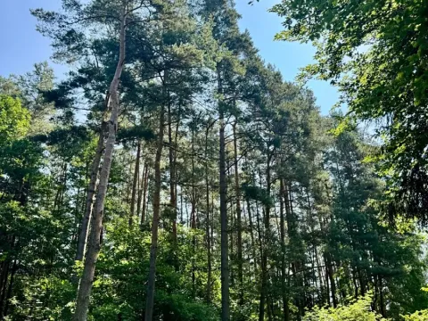 Prodej podílu lesa, Rapšach, 693 m2