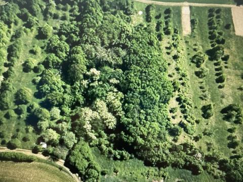 Prodej lesa, Drslavice, 295 m2
