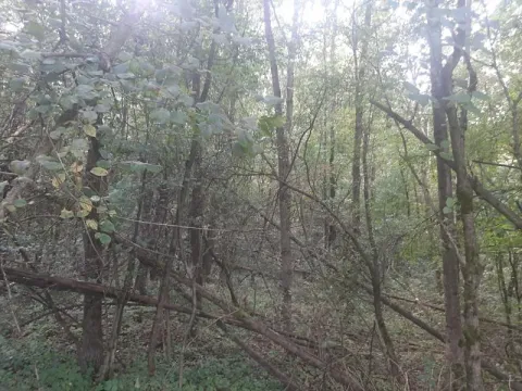 Prodej lesa, Bohuslavice, 11442 m2