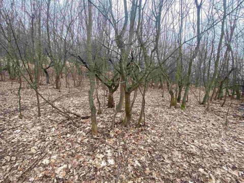 Prodej pozemku, Třebenice - Medvědice, 4154 m2