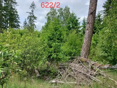 Prodej lesa, Častrov, 886 m2