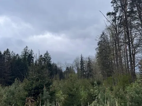 Prodej podílu lesa, Čížkov, 1076 m2