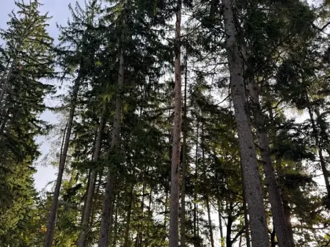 Prodej lesa, Keblov, 3400 m2