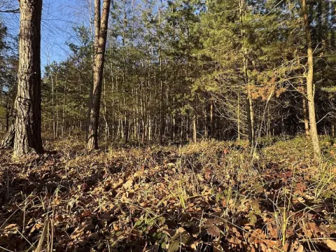 Prodej lesa, Pardubice, 8225 m2