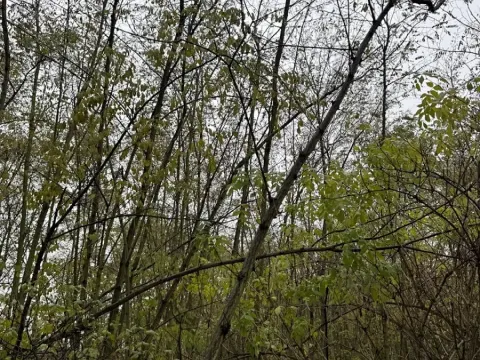 Prodej lesa, Bechlín, 10785 m2