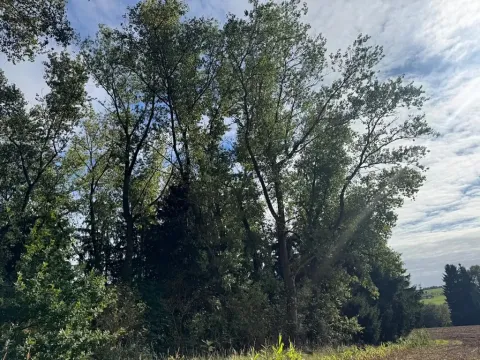 Prodej podílu lesa, Nová Paka, 2049 m2