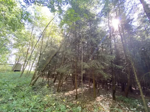 Prodej lesa, Lánov - Horní Lánov, 11269 m2