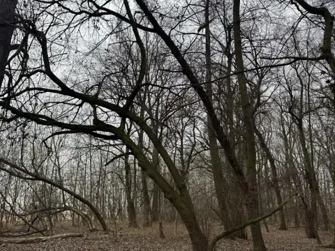 Prodej lesa, Veselí nad Moravou, 2272 m2