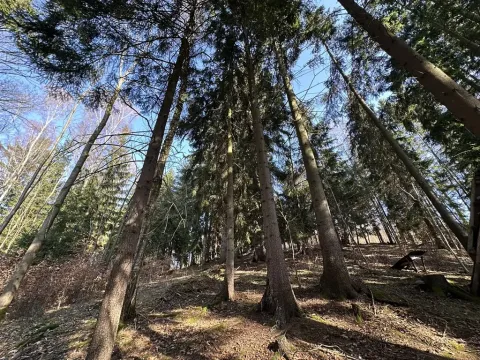 Prodej lesa, Plavy, 32050 m2