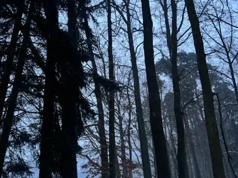 Prodej podílu lesa, Horšovský Týn, 4280 m2