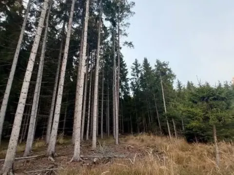 Prodej lesa, Pošná, 12283 m2