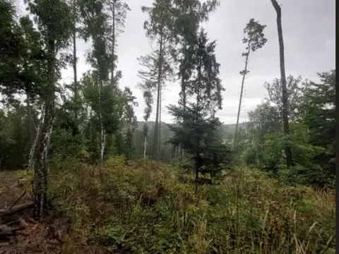 Prodej lesa, Pelhřimov, 14638 m2