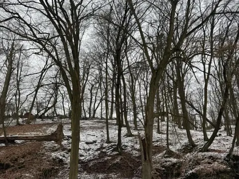 Prodej lesa, Vysoká, 5445 m2