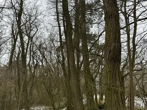 Prodej podílu lesa, Dolní Beřkovice, 1050 m2