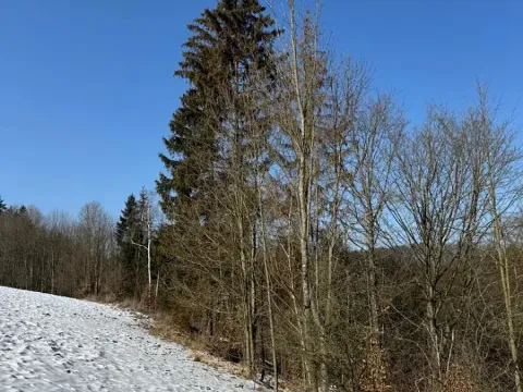Prodej lesa, Zborov, 6700 m2