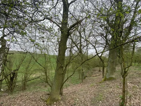 Prodej pozemku, Štětí - Brocno, 1107 m2