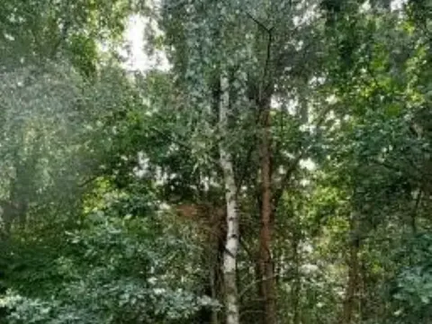 Prodej lesa, Červená Řečice, 150 m2