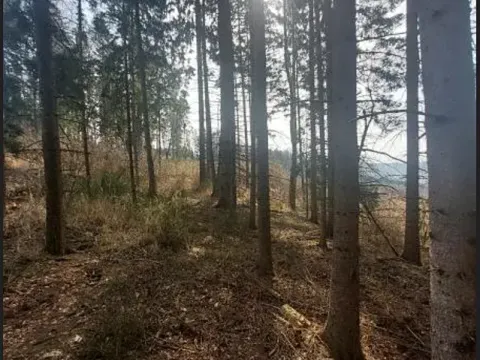 Prodej lesa, Dolní Hořice, 8003 m2