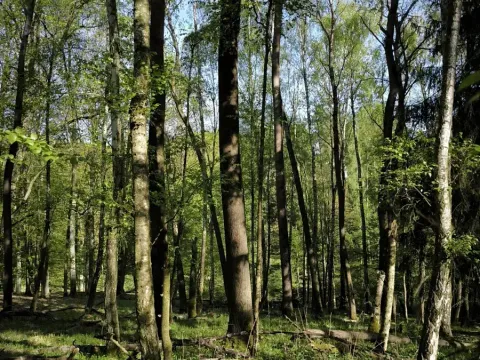Prodej lesa, Řepín, 5226 m2