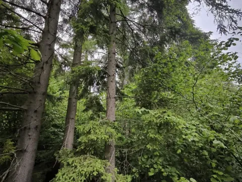Prodej lesa, Zábřeh, 4422 m2