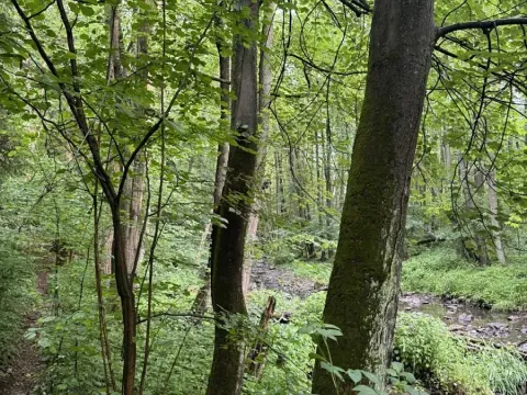 Prodej lesa, Běstvina, 1370 m2