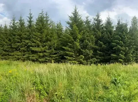 Prodej lesa, Stařeč, Horní, 15237 m2