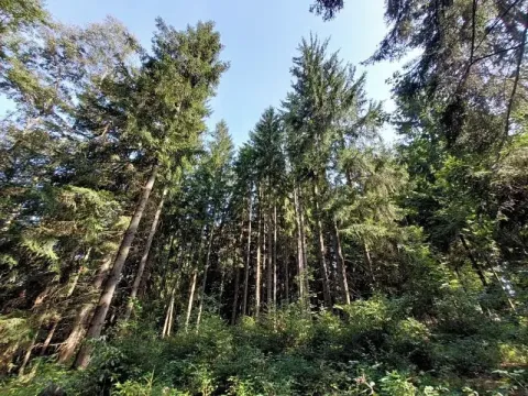 Prodej podílu lesa, Lidmaň, 9702 m2