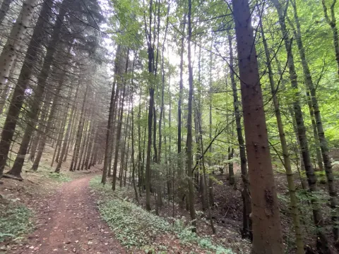 Prodej louky, Strážná, 2049 m2