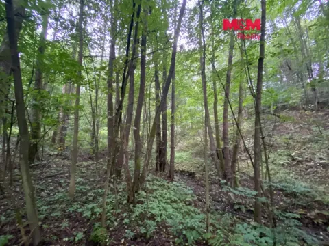 Prodej lesa, Strážná, 1204 m2